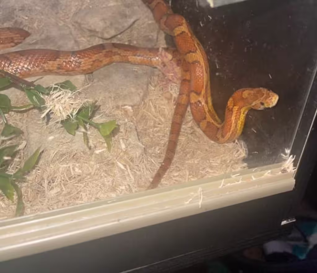 Snake in tank